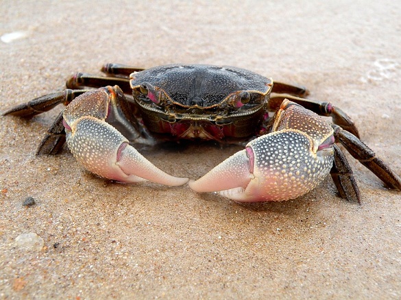 Apakah kepiting halal