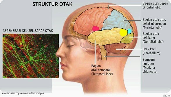 Inilah 5 Bagian-Bagian Otak dan Fungsinya Bagi Tubuh ...