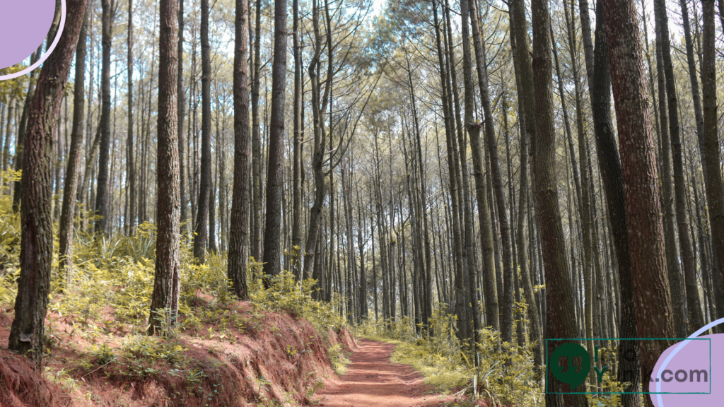 Sumber Daya Hutan